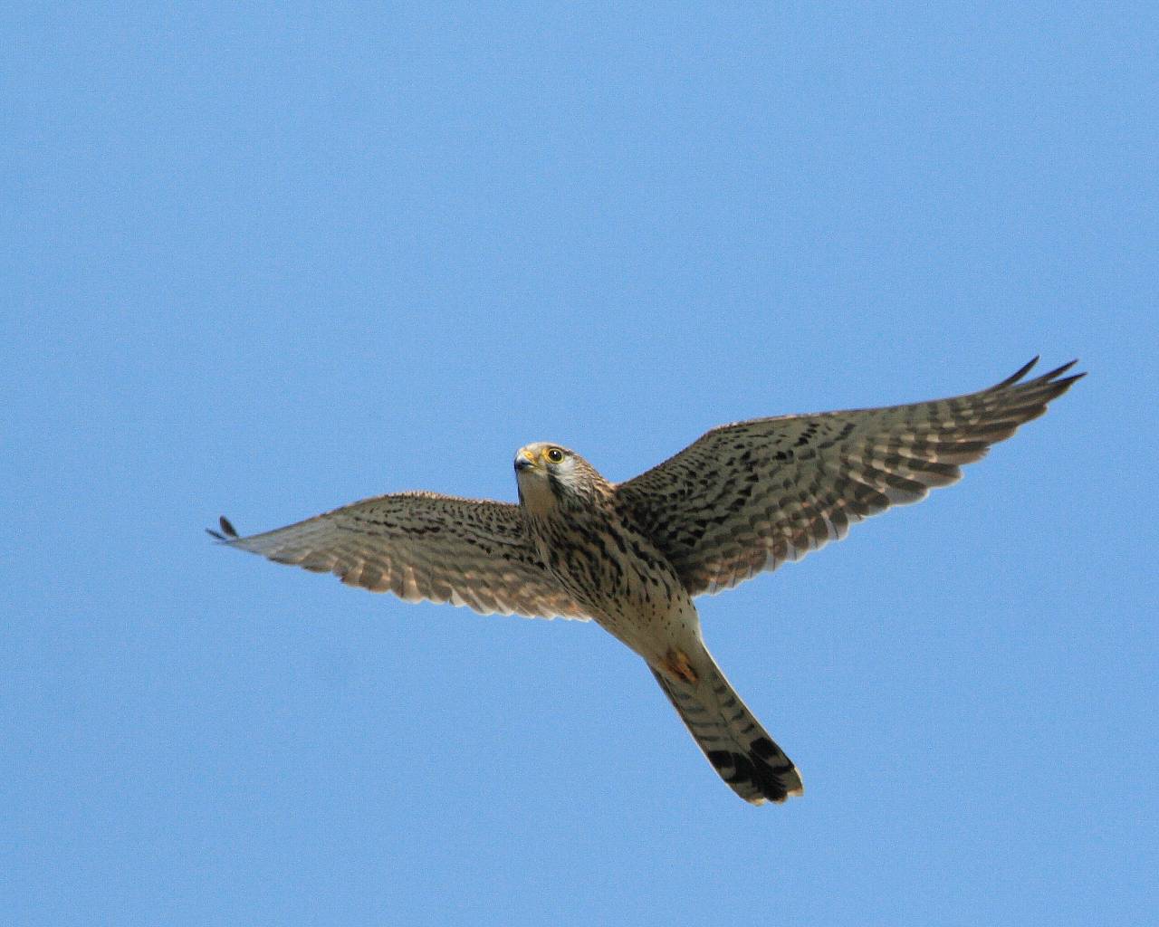 相模大橋のチョウゲンボウ夫婦_f0105570_22384738.jpg