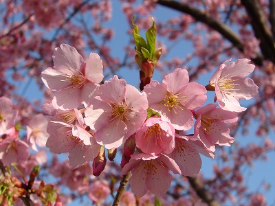 花便り　～高洲公園の河津桜～_e0055176_21444676.jpg