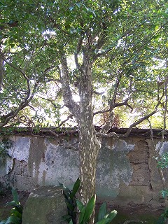 e0042581_8135116.jpg