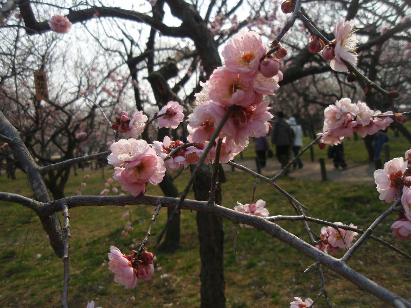 c0075585_1314390.jpg