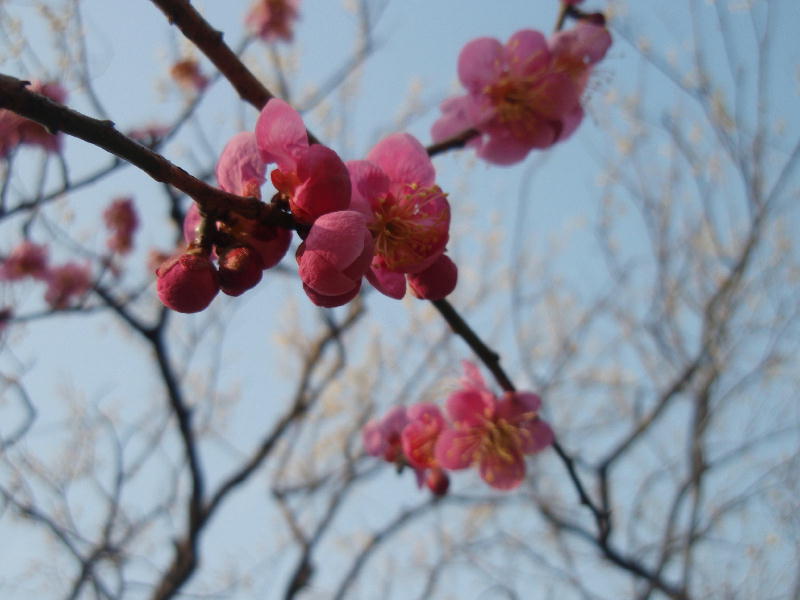 c0075585_13694.jpg