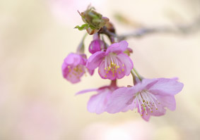 河津桜＊神代植物園_e0136194_2156038.jpg