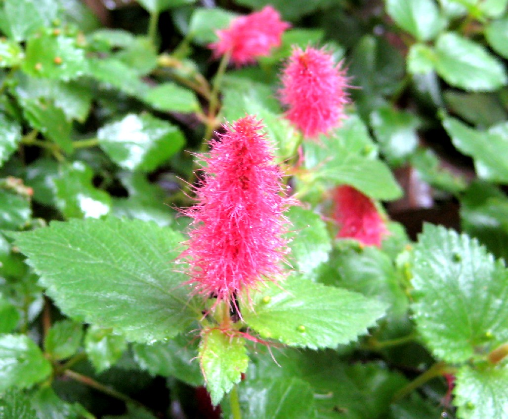 e0118096_8233031.jpg