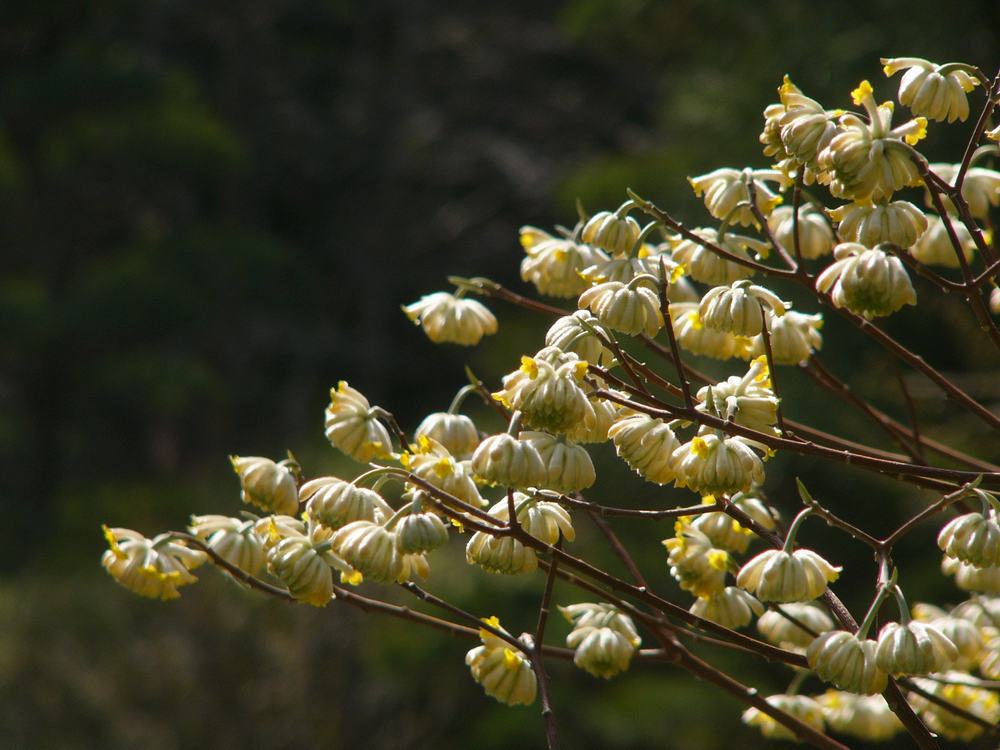 ２００８年版・PEKEYAMA氏の春の花図鑑・園芸編・２_c0062511_604584.jpg