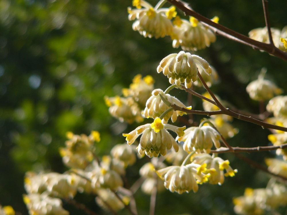 ２００８年版・PEKEYAMA氏の春の花図鑑・園芸編・２_c0062511_613372.jpg