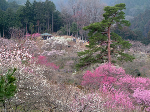 花見にはやっぱり花見酒!?_d0133320_3134392.jpg