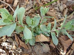 うちで冬越し出来た秋播き苗（地植え）_f0054421_804542.jpg