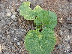 うちで冬越し出来た秋播き苗（地植え）_f0054421_811328.jpg