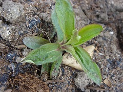 うちで冬越し出来た秋播き苗（地植え）_f0054421_812484.jpg