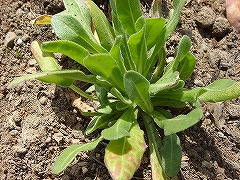 うちで冬越し出来た秋播き苗（地植え）_f0054421_81347.jpg