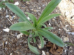 f0054421_813549.jpg