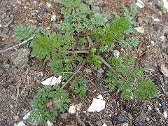 f0054421_814758.jpg