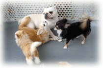 b0078030_0174955.gif