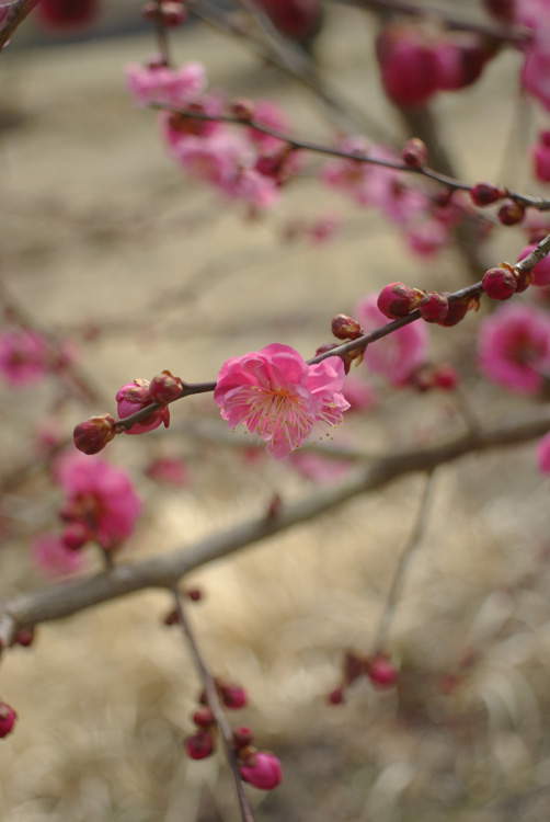 Super-Takumar 24mm F3.5 : ぴーたんの美味しい毎日 -As Time Goes By-