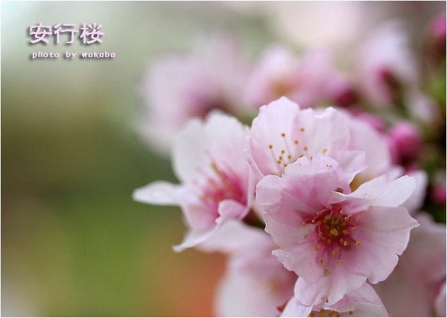 桜の花をアップで 自然のキャンバス 桜の花をアップで 自然のキャンバス
