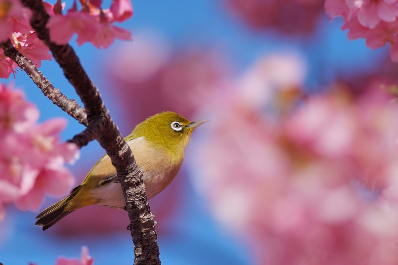 またまた河津桜でサクジロウ！_b0109942_21421940.jpg