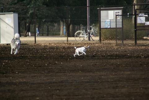 最近は飼い主が・・・・_e0143442_2159820.jpg