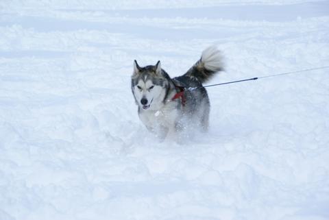 犬橇レースを見に行く！の巻_e0143442_22144330.jpg