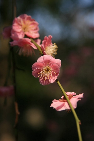 松蔭神社_d0152960_1024239.jpg