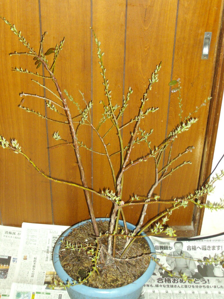 花芽の数を変えたサンシャインブルーの様子 ブルーベリーの育て方 栽培 ブルーベリー ノート Blueberrynote 花芽の数を変えたサンシャインブルーの様子 ブルーベリーの育て方 栽培 ブルーベリー ノート Blueberrynote