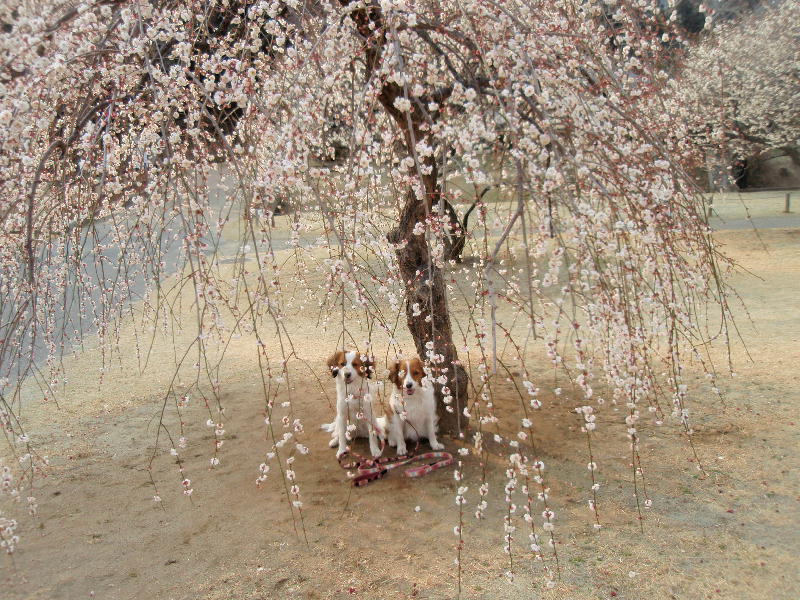 c0075585_061546.jpg