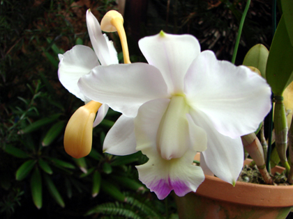 C.walkeriana semi-alba \'Kenny\'_d0007501_11485964.jpg