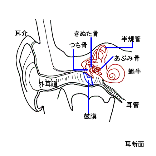 やっぱりよく効く突発性難聴_e0097212_11524526.gif
