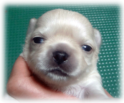 b0078030_038852.gif