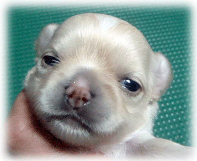 b0078030_039014.gif