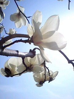 晴れろー_a0075738_2053464.jpg