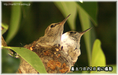 ハチドリのヒナ、無事に巣立っていったみたい♪　_f0027944_246923.jpg