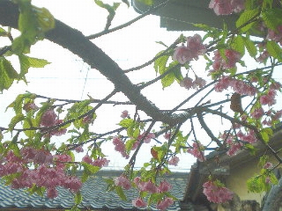 c0118352_9472151.jpg