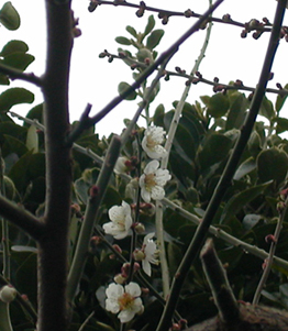 c0158573_16331814.jpg