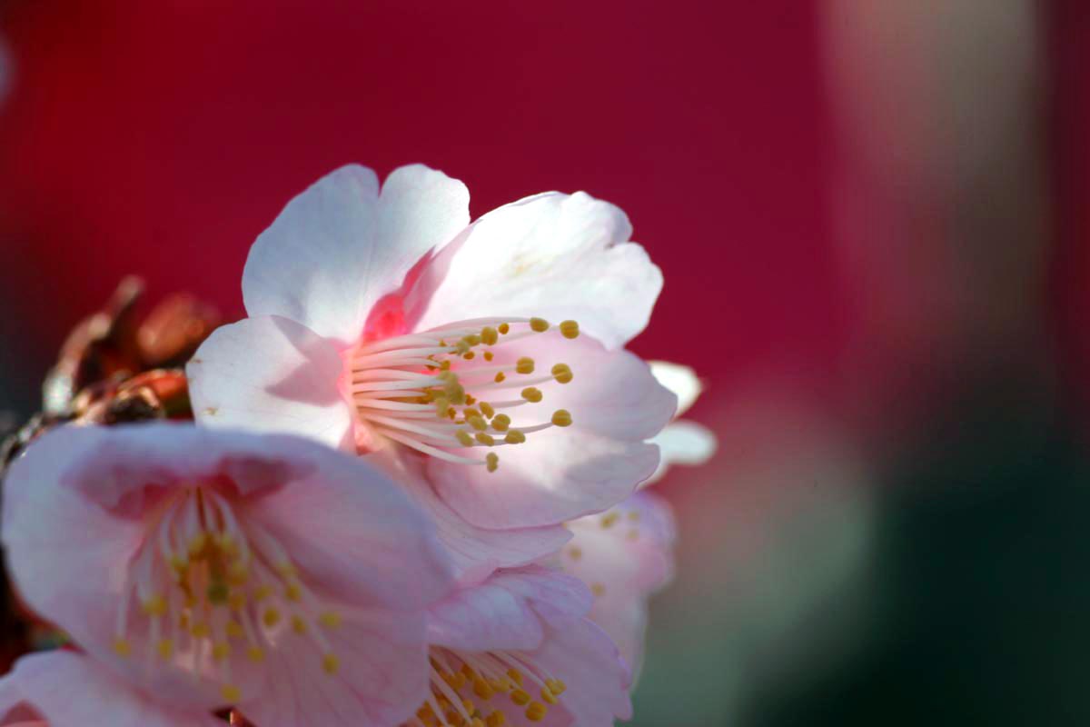 寒桜とお地蔵さん_c0009475_19423837.jpg