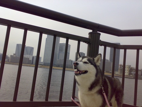 【urban Dock or urban DOG?　】_d0087675_11415231.jpg