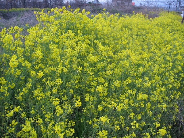 川辺に咲く花_f0127675_2161242.jpg