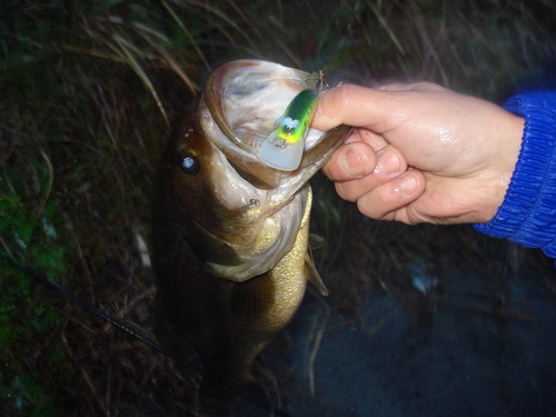 釣果_a0040876_9135777.jpg