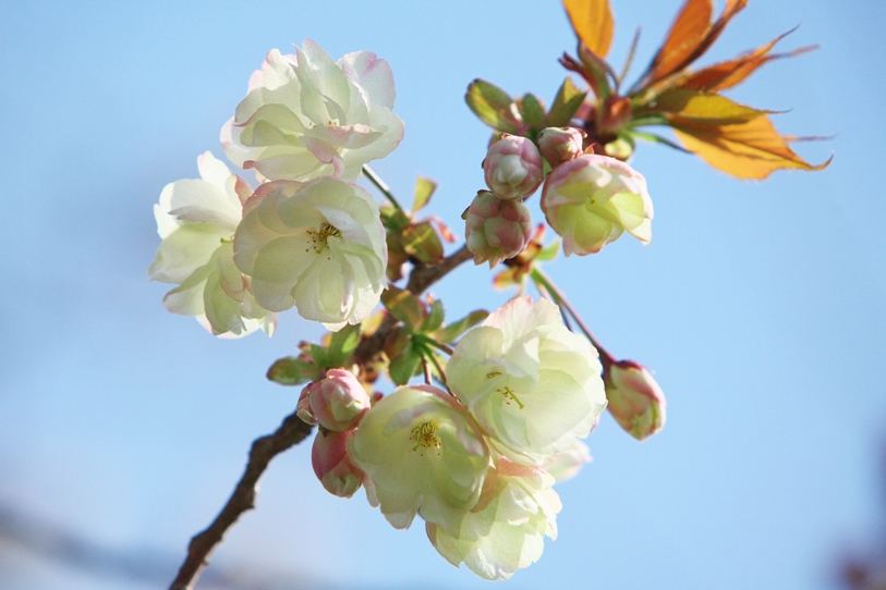 続、桜　Ⅱ　季節の先取り？_e0143883_10272982.jpg