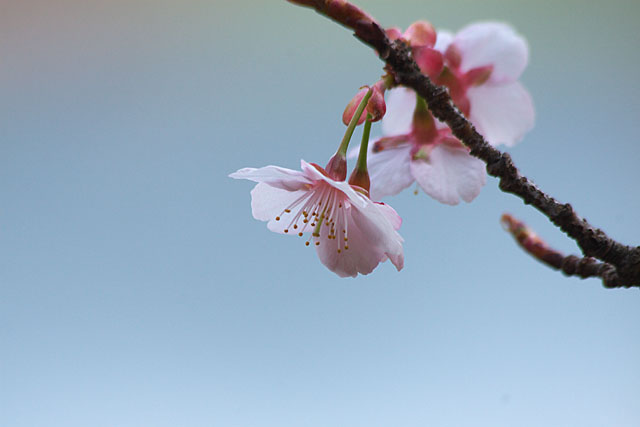 春告げ桜 2_c0067040_22225484.jpg