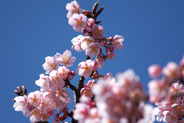 春告げ桜 2_c0067040_22253538.jpg