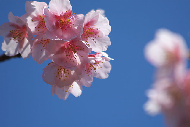 春告げ桜 2_c0067040_22254760.jpg