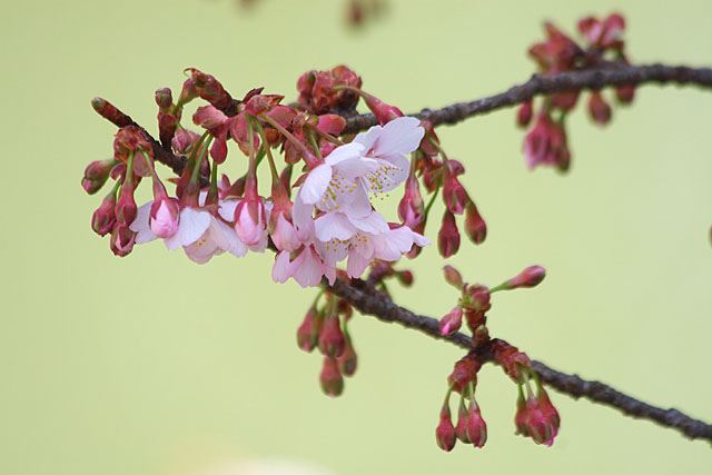 春告げ桜 2_c0067040_2226074.jpg