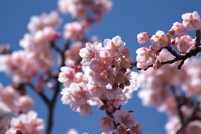 春告げ桜 2_c0067040_2228313.jpg