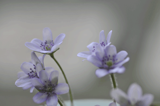 c0093046_13312452.gif