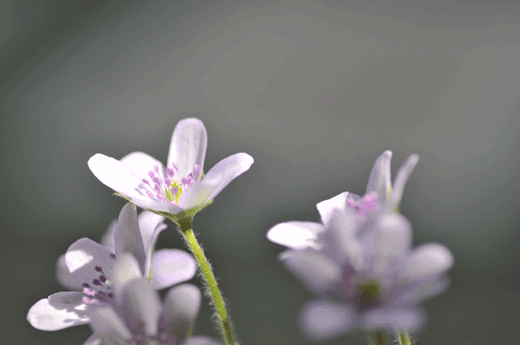c0093046_13314195.gif
