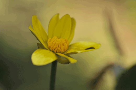 c0093046_1332062.gif