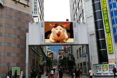 ヨウカンさん、渋谷デビュー!【3/24動画追加しました】_a0028451_1610793.jpg