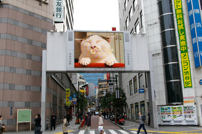 ヨウカンさん、渋谷デビュー!【3/24動画追加しました】_a0028451_1695738.jpg
