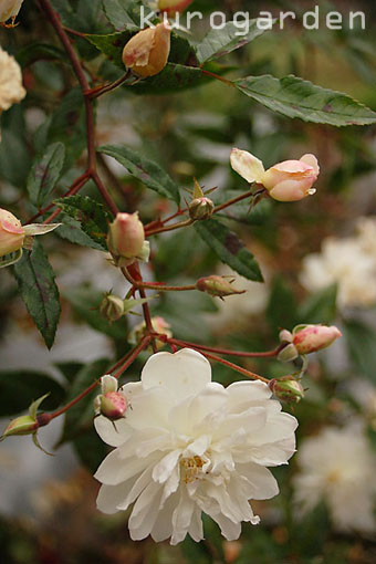 e0119151_1853114.jpg