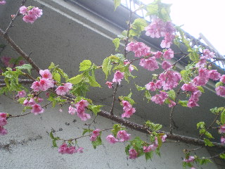 c0118352_12121227.jpg